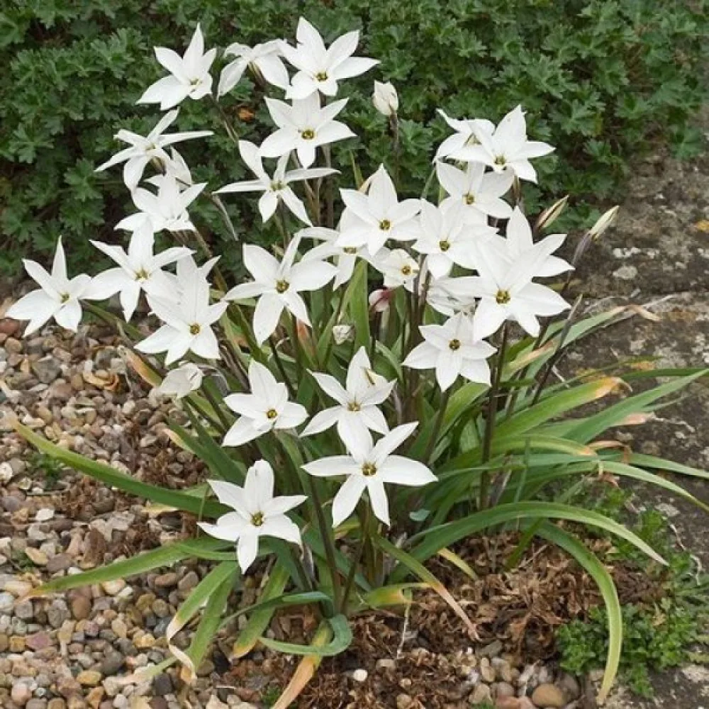 Ipheion Alberto Castillo (alb)