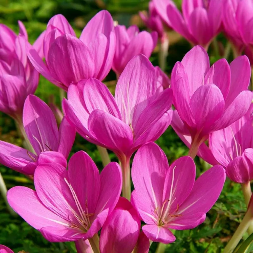 Colchicum Lilac Bedder (liliachiu)