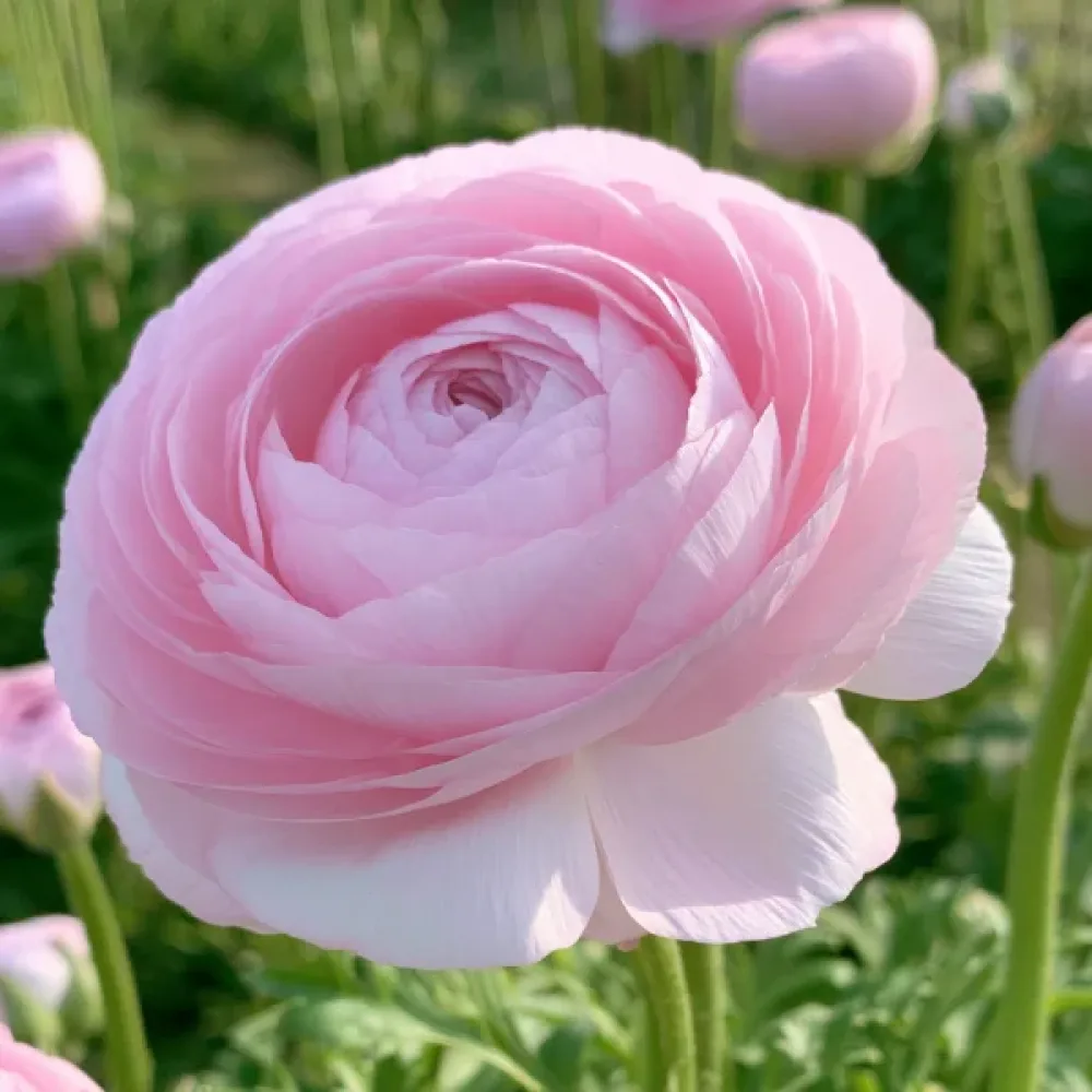 Ranunculus Elegance Rosa Chiaro (roz deschis)