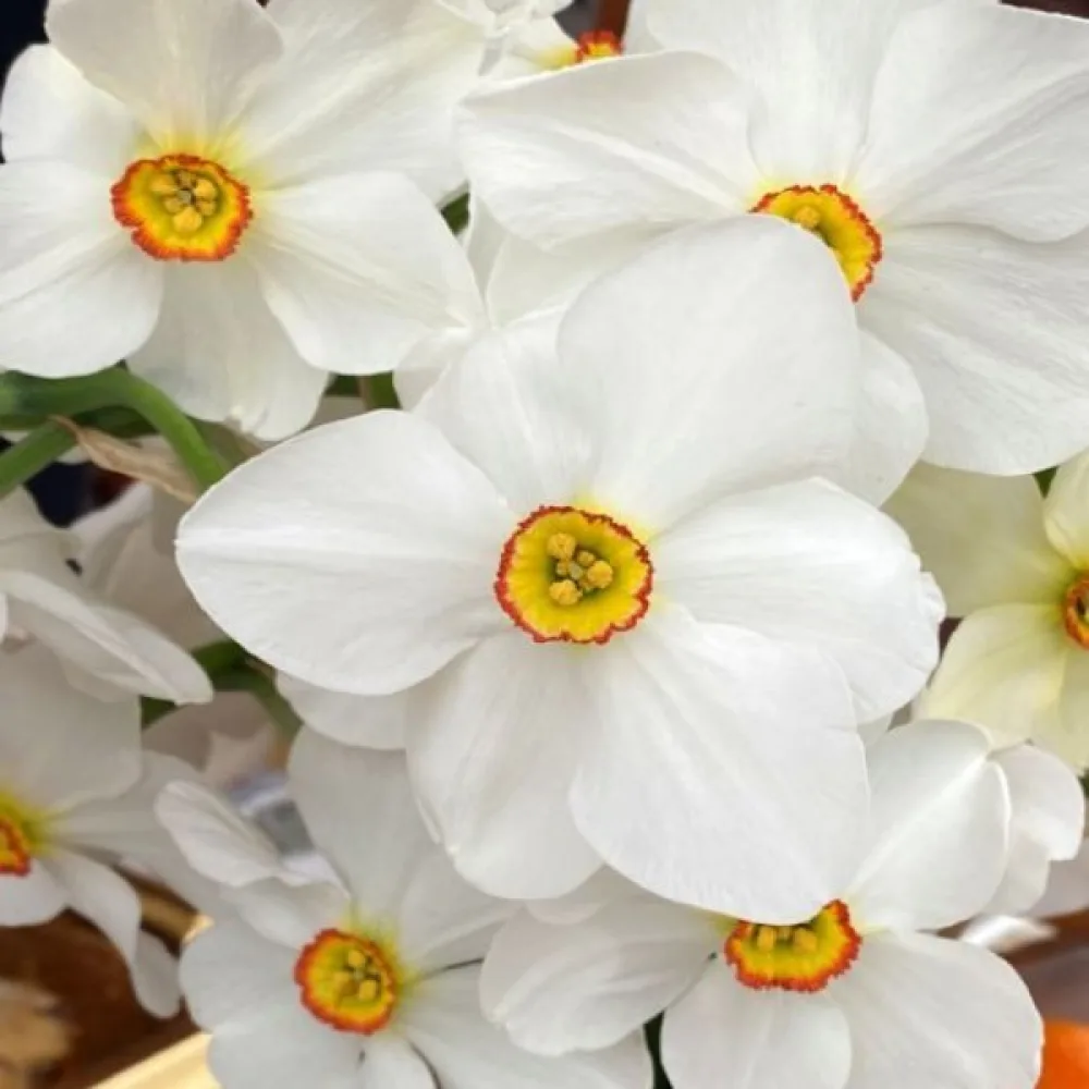 Narcisă Actaea Poeticus