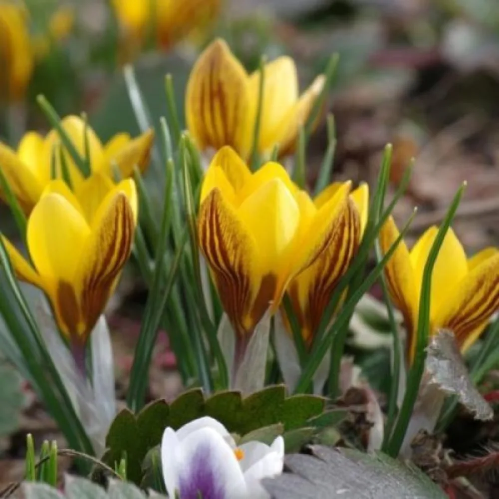 Brândușă chrysanthus Fuscotinctus (galbenă)