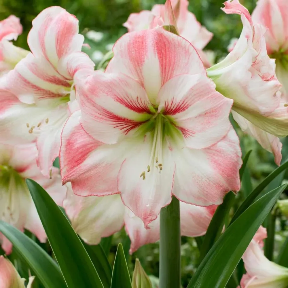 Amarilis Amadeus Candy (crem)