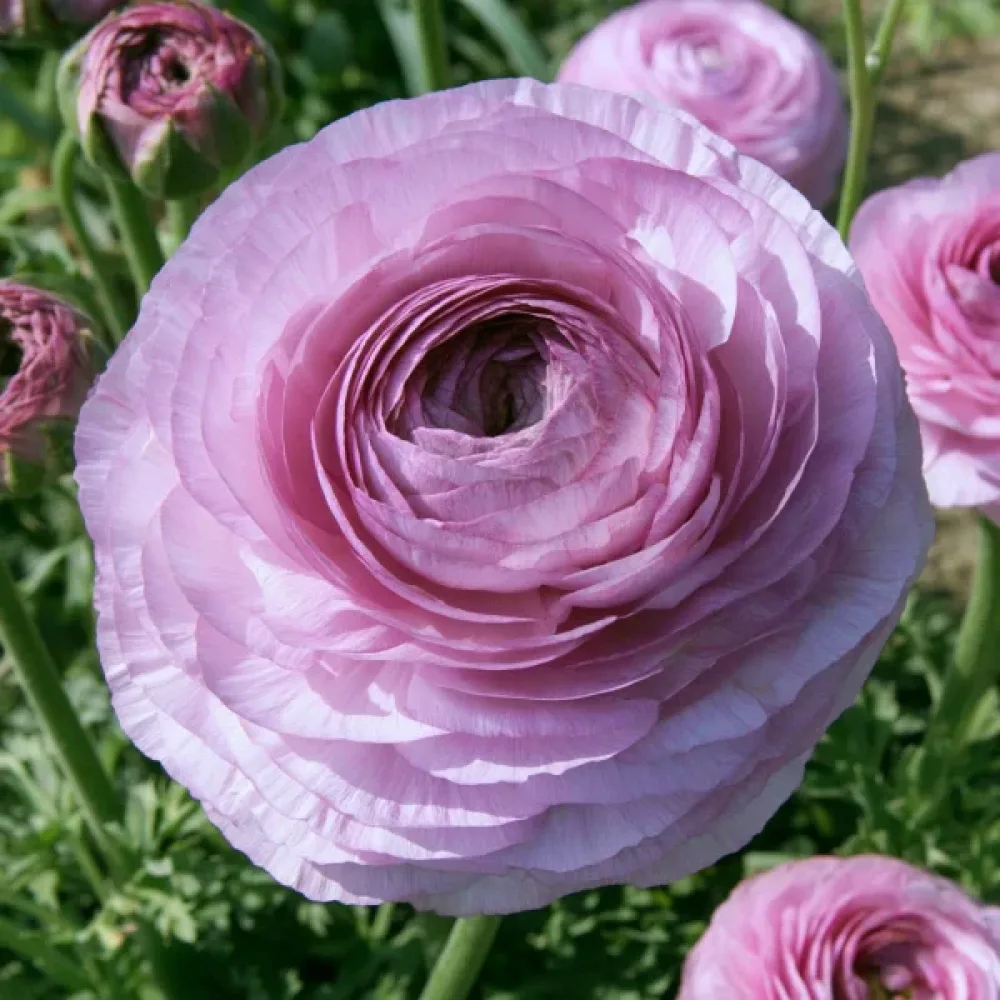 Ranunculus Elegance Milka (roz)