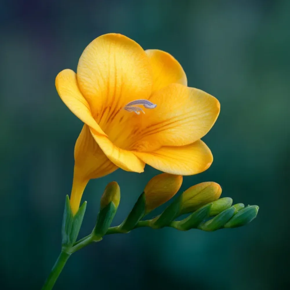 Frezie Yellow Single (galbenă)
