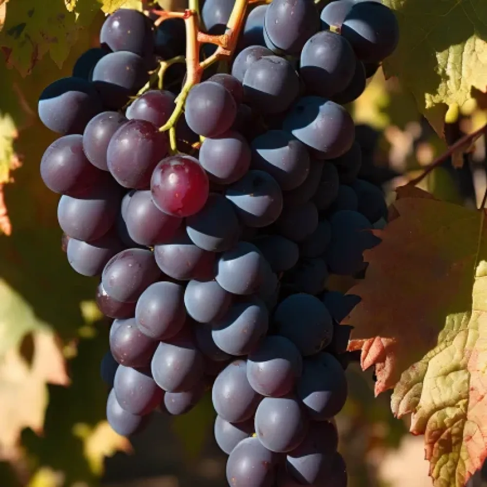 Viță de vie soiul Mavrud, struguri roșii de vin - cu coacere târzie