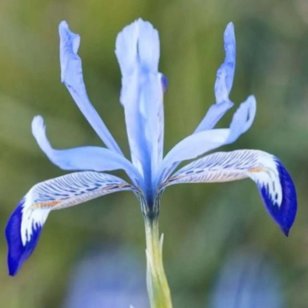 Iris Clairette Reticulata (albastru-gheață)