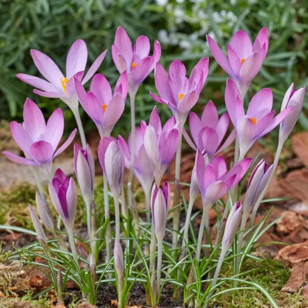Brândușă Roseus (roz)