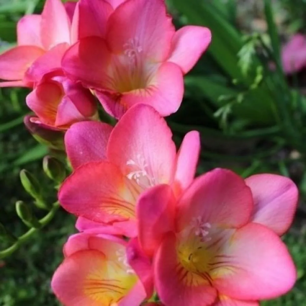 Frezie Pink Single (roz simplă)