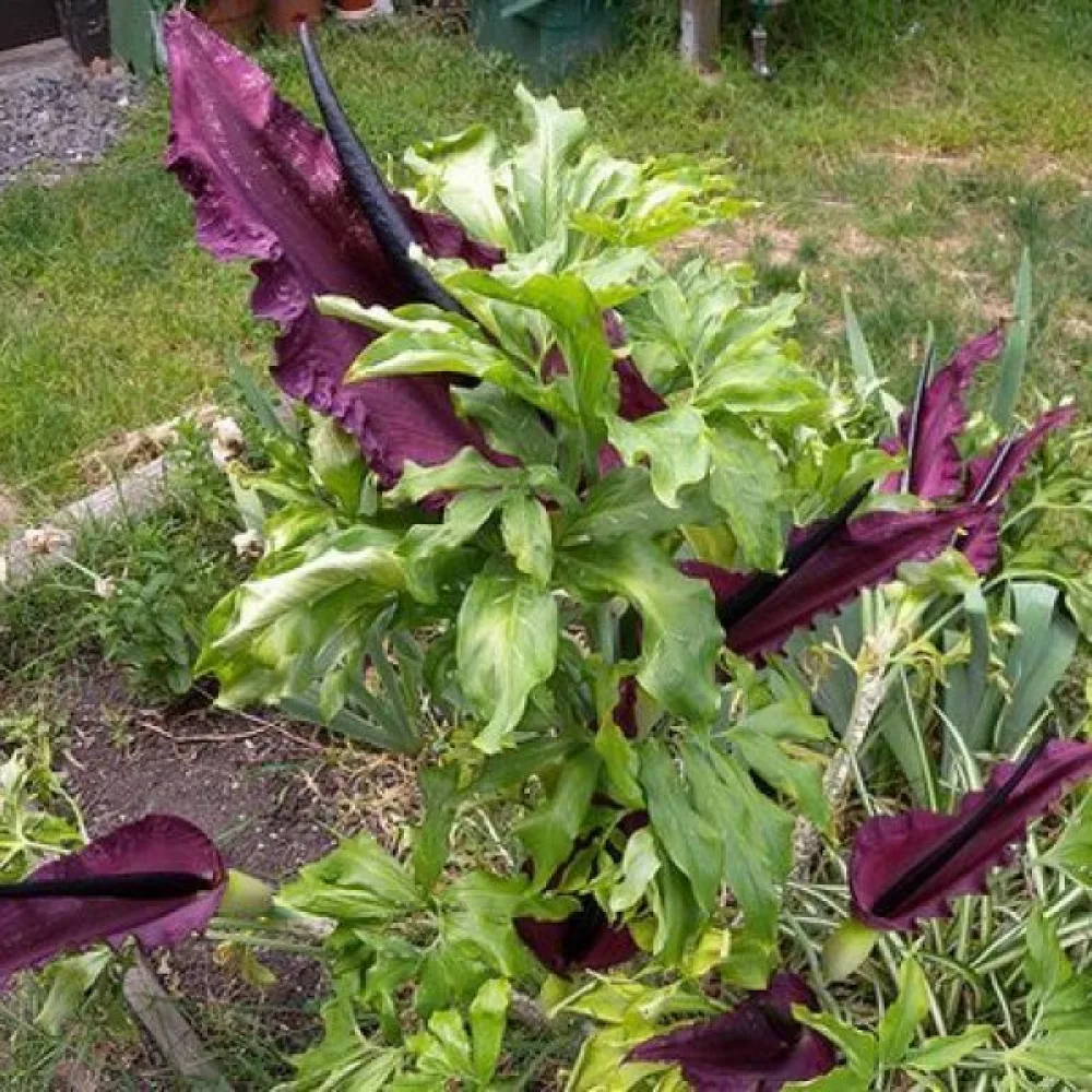 Dracunculus Vulgaris (închis)