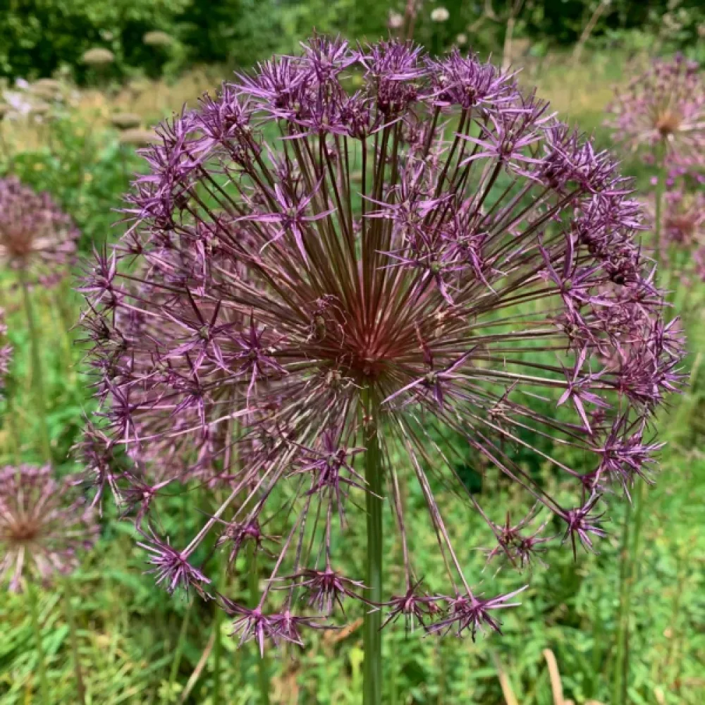 Allium Toabago (Spider) (mov)